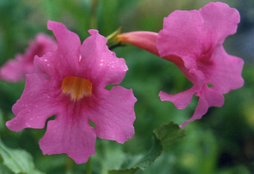 Incarvillea delavayi en fleurs dans les prairies d'altitude du Yunnan, Chine